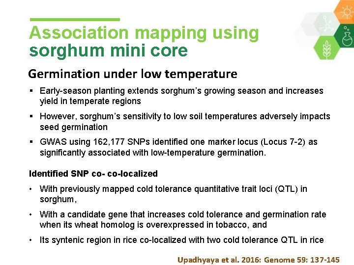 Association mapping using sorghum mini core Germination under low temperature § Early-season planting extends