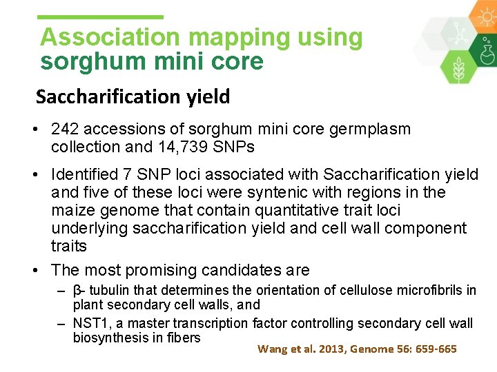Association mapping using sorghum mini core Saccharification yield • 242 accessions of sorghum mini