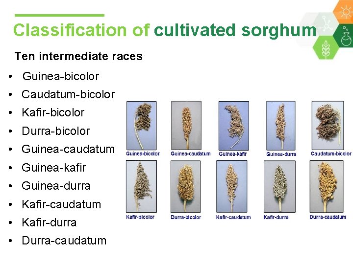 Classification of cultivated sorghum Ten intermediate races • Guinea-bicolor • Caudatum-bicolor • Kafir-bicolor •