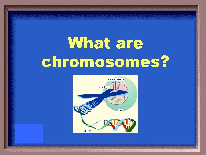 What are chromosomes? 