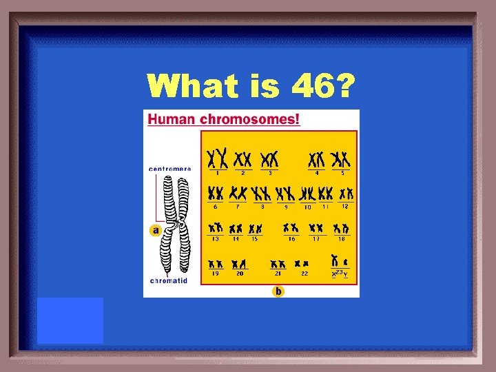 What is 46? 