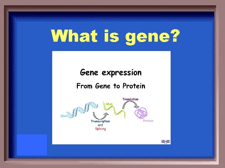 What is gene? 