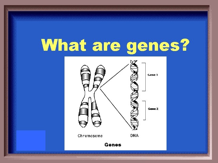 What are genes? 