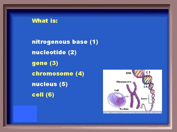 What is: nitrogenous base (1) nucleotide (2) gene (3) chromosome (4) nucleus (5) cell