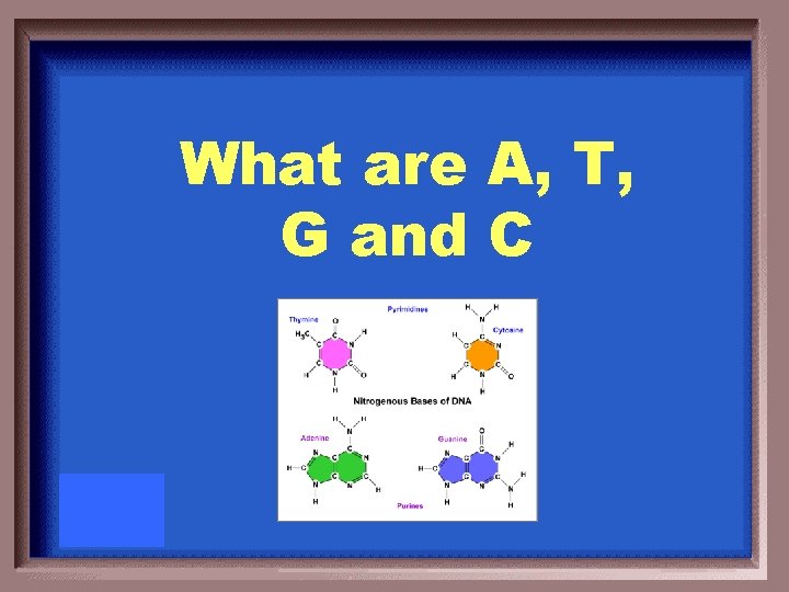 What are A, T, G and C 