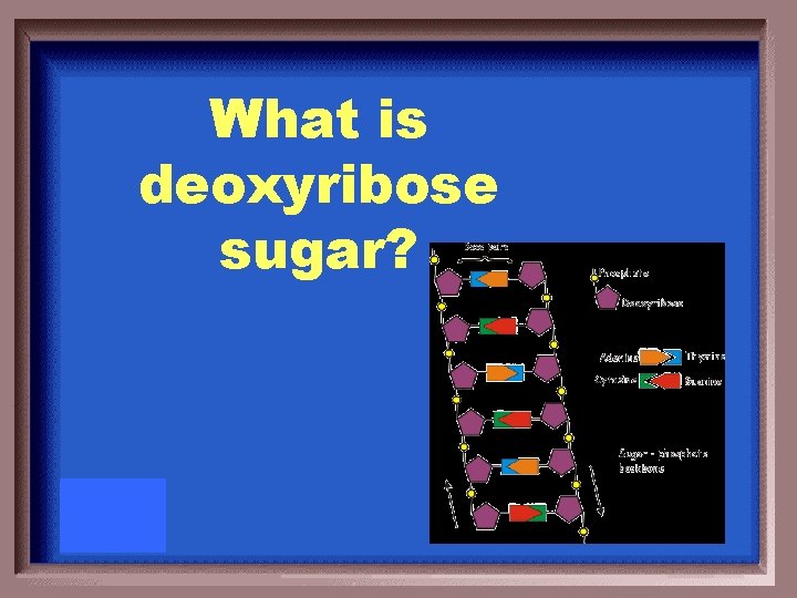 What is deoxyribose sugar? 