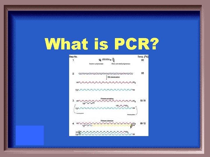 What is PCR? 