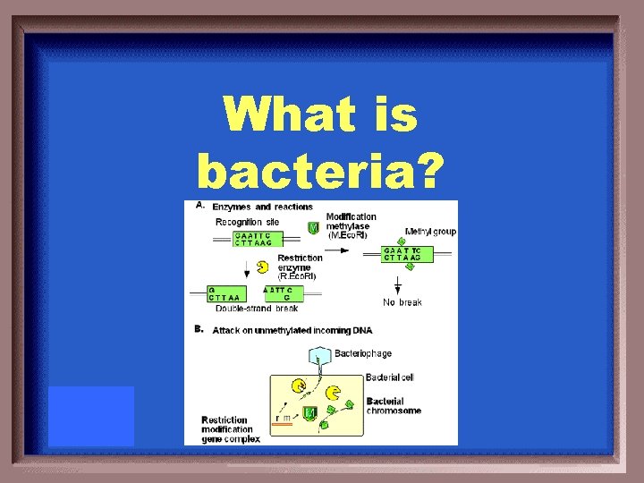 What is bacteria? 