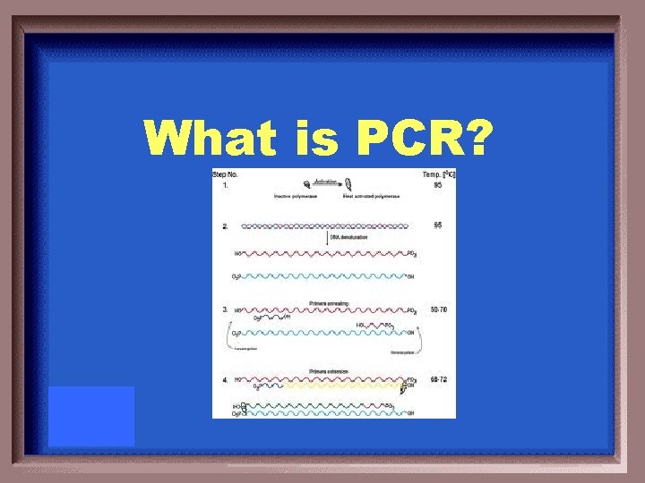 What is PCR? 