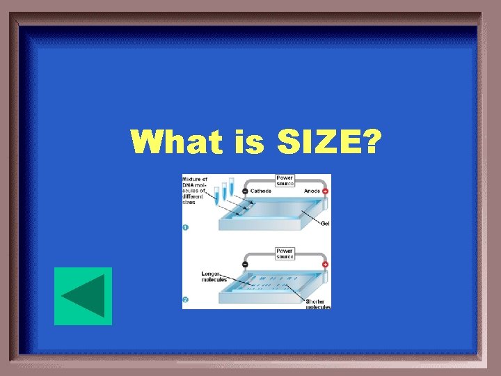 What is SIZE? 