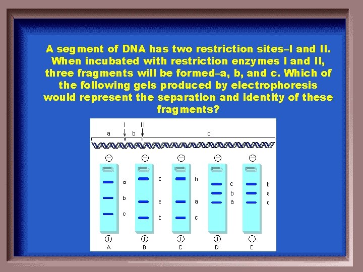 A segment of DNA has two restriction sites–I and II. When incubated with restriction