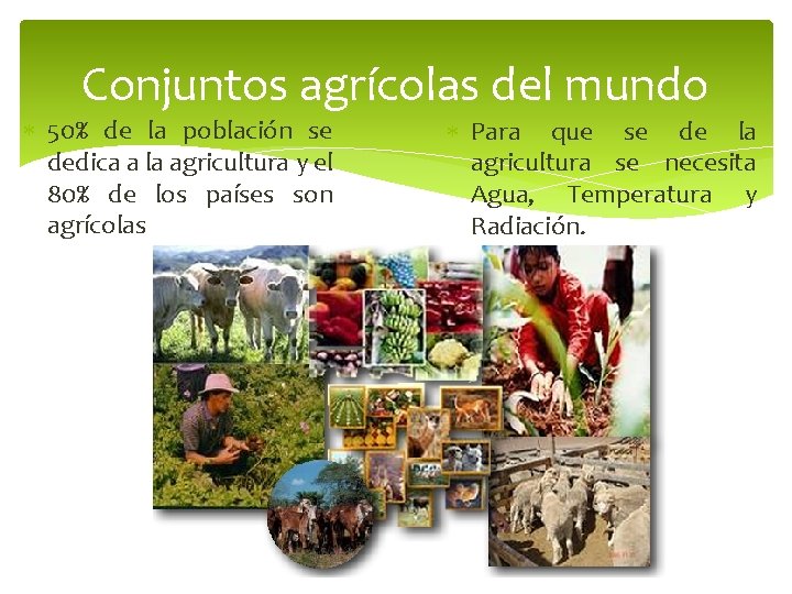 Conjuntos agrícolas del mundo 50% de la población se dedica a la agricultura y