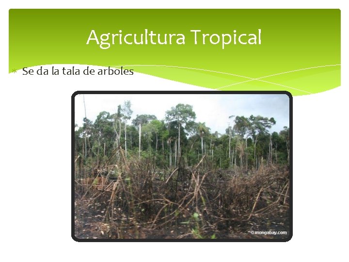 Agricultura Tropical Se da la tala de arboles 