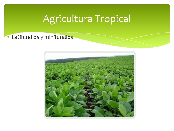 Agricultura Tropical Latifundios y minifundios 
