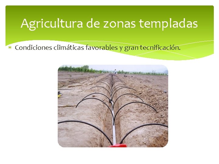 Agricultura de zonas templadas Condiciones climáticas favorables y gran tecnificación. 