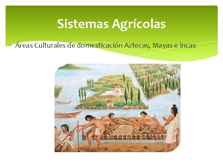 Sistemas Agrícolas Áreas Culturales de domesticación Aztecas, Mayas e Incas 