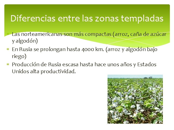 Diferencias entre las zonas templadas Las norteamericanas son más compactas (arroz, caña de azúcar