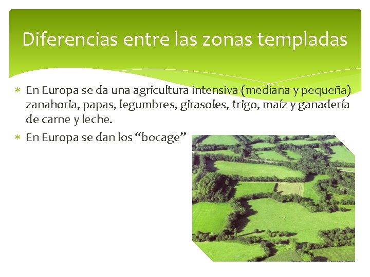 Diferencias entre las zonas templadas En Europa se da una agricultura intensiva (mediana y