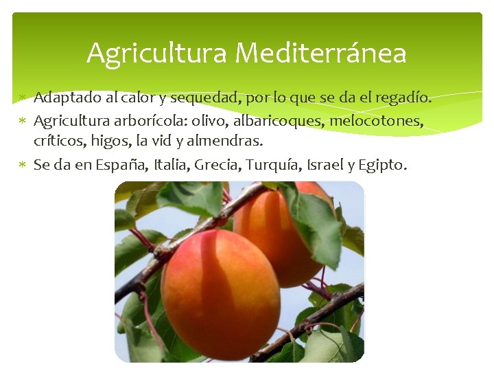 Agricultura Mediterránea Adaptado al calor y sequedad, por lo que se da el regadío.