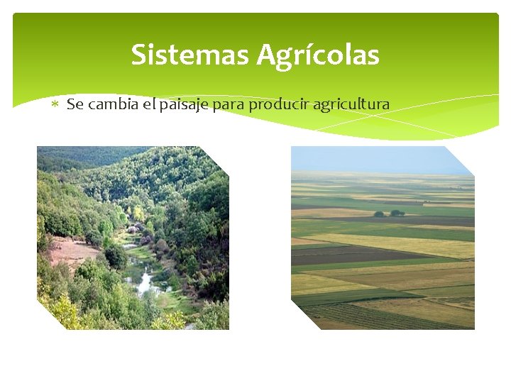 Sistemas Agrícolas Se cambia el paisaje para producir agricultura 