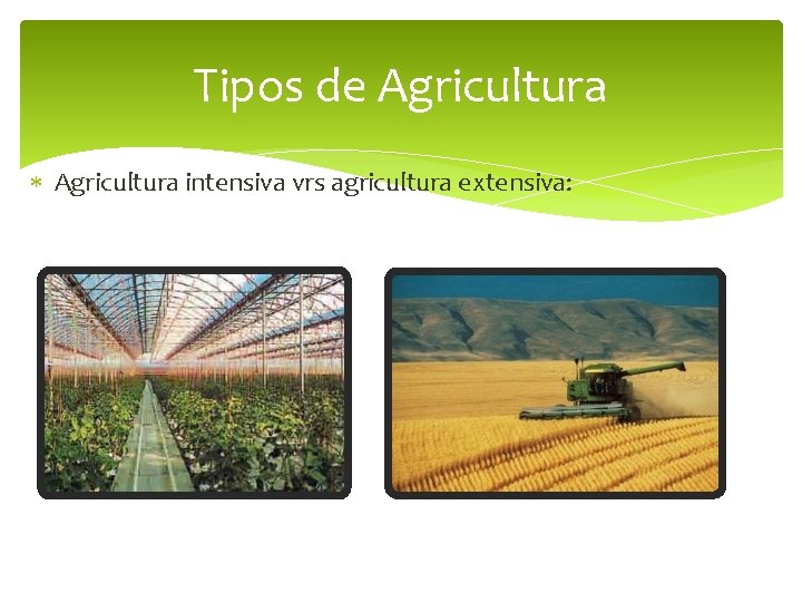 Tipos de Agricultura intensiva vrs agricultura extensiva: 