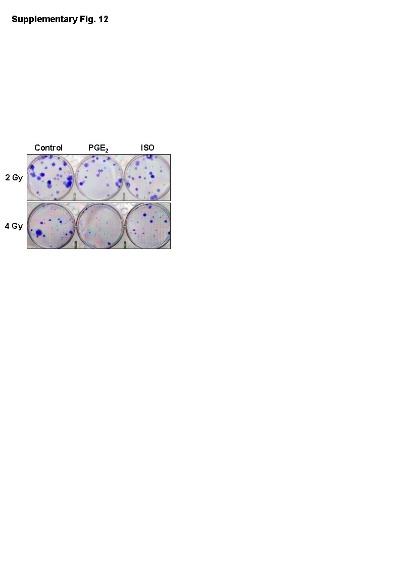 Supplementary Fig. 12 Control 2 Gy 4 Gy PGE 2 ISO 