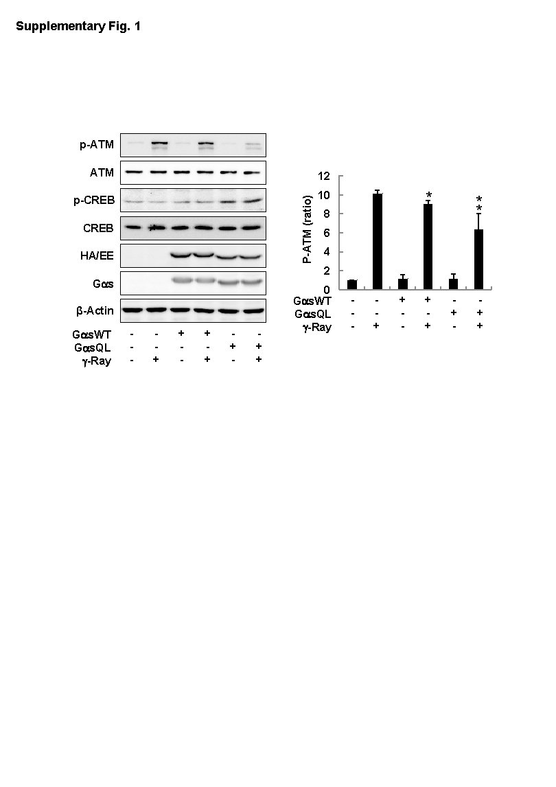 Supplementary Fig. 1 p-ATM 12 p-CREB 10 P-ATM (ratio) ATM CREB HA/EE * *