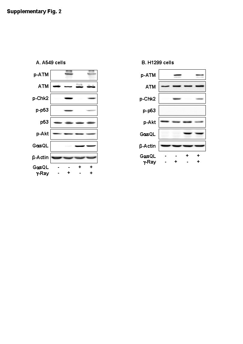 Supplementary Fig. 2 A. A 549 cells B. H 1299 cells p-ATM ATM p-Chk