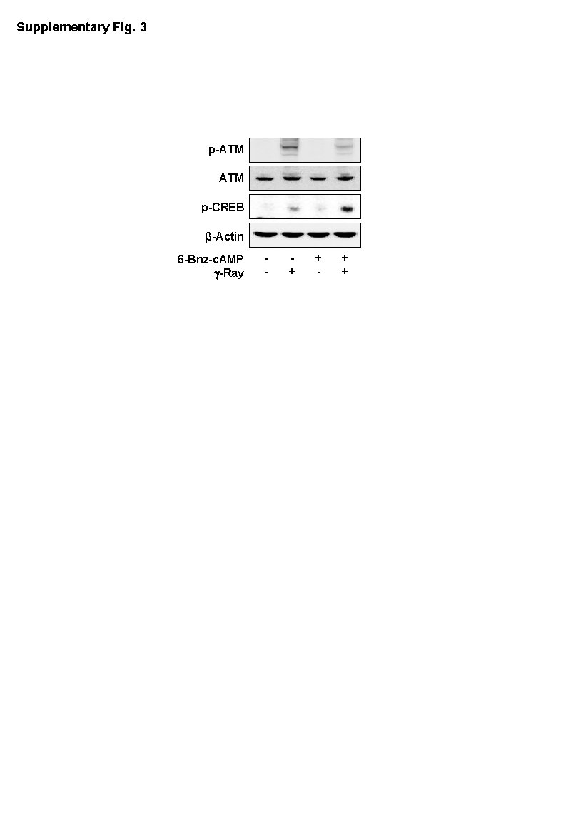 Supplementary Fig. 3 p-ATM p-CREB β-Actin 6 -Bnz-c. AMP g-Ray - + + 