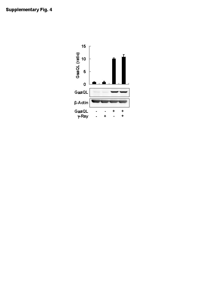 Supplementary Fig. 4 Gas. QL (ratio) 15 10 5 0 Gas. QL β-Actin Gas.