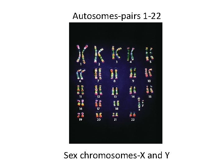 Autosomes-pairs 1 -22 Sex chromosomes-X and Y 