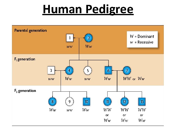Human Pedigree 