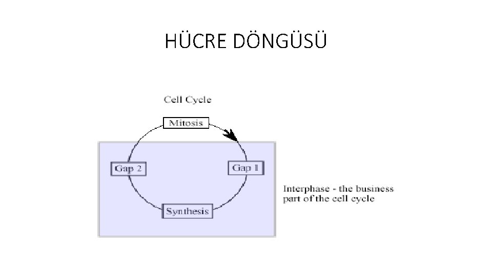 HÜCRE DÖNGÜSÜ 