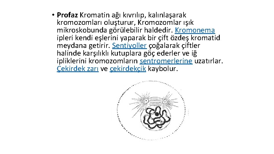 • Profaz Kromatin ağı kıvrılıp, kalınlaşarak kromozomları oluşturur, Kromozomlar ışık mikroskobunda görülebilir haldedir. • Profaz Kromatin ağı kıvrılıp, kalınlaşarak kromozomları oluşturur, Kromozomlar ışık mikroskobunda görülebilir haldedir.