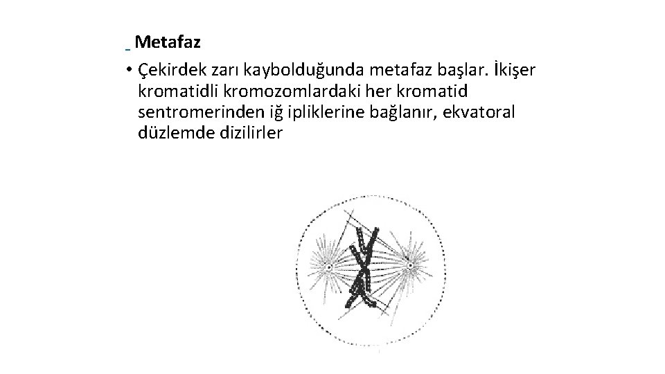 Metafaz • Çekirdek zarı kaybolduğunda metafaz başlar. İkişer kromatidli kromozomlardaki her kromatid sentromerinden iğ