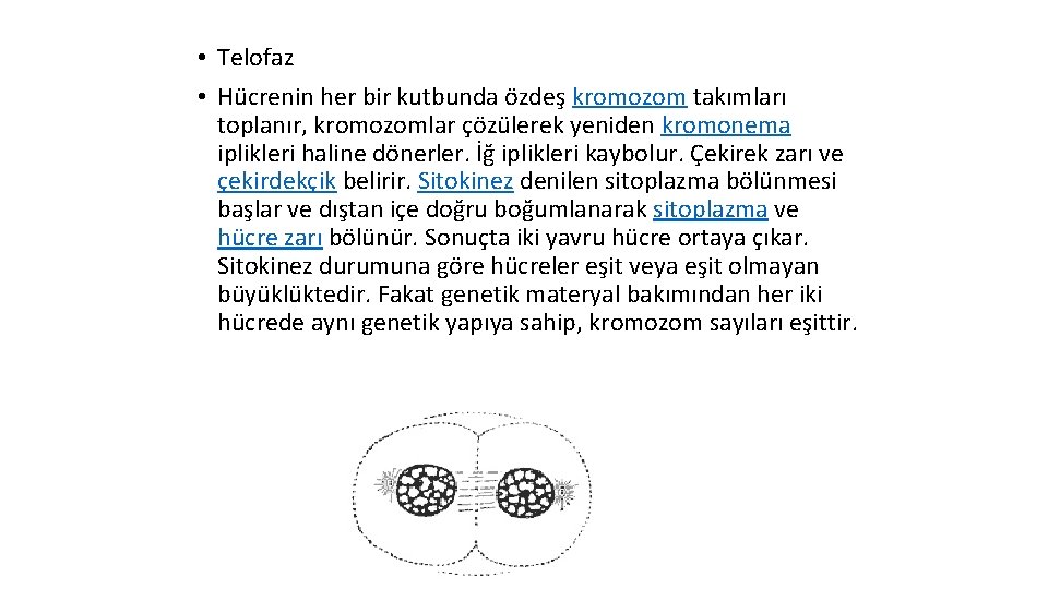  • Telofaz • Hücrenin her bir kutbunda özdeş kromozom takımları toplanır, kromozomlar çözülerek