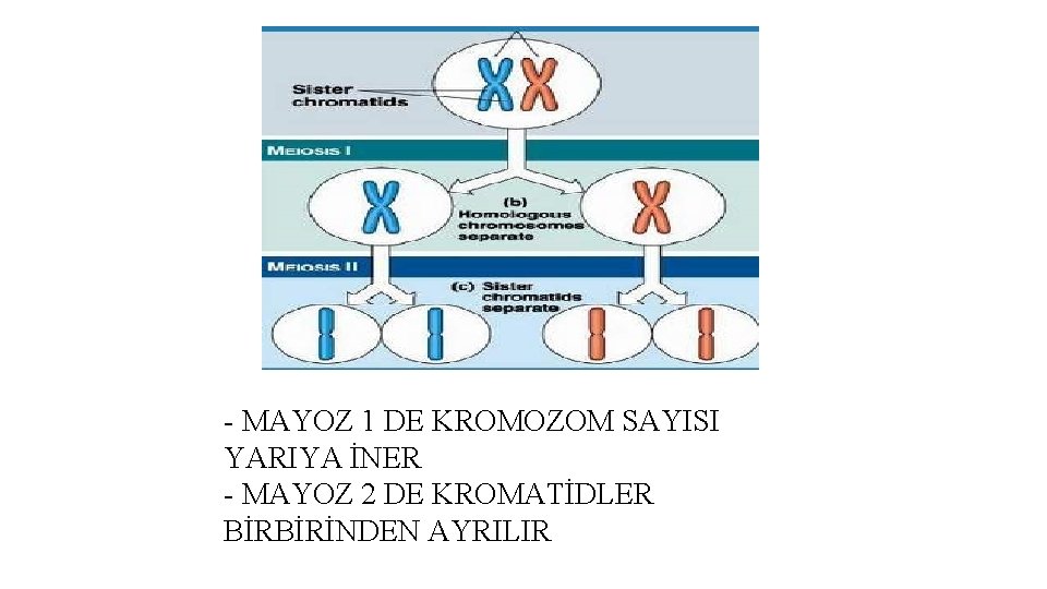 - MAYOZ 1 DE KROMOZOM SAYISI YARIYA İNER - MAYOZ 2 DE KROMATİDLER BİRBİRİNDEN - MAYOZ 1 DE KROMOZOM SAYISI YARIYA İNER - MAYOZ 2 DE KROMATİDLER BİRBİRİNDEN