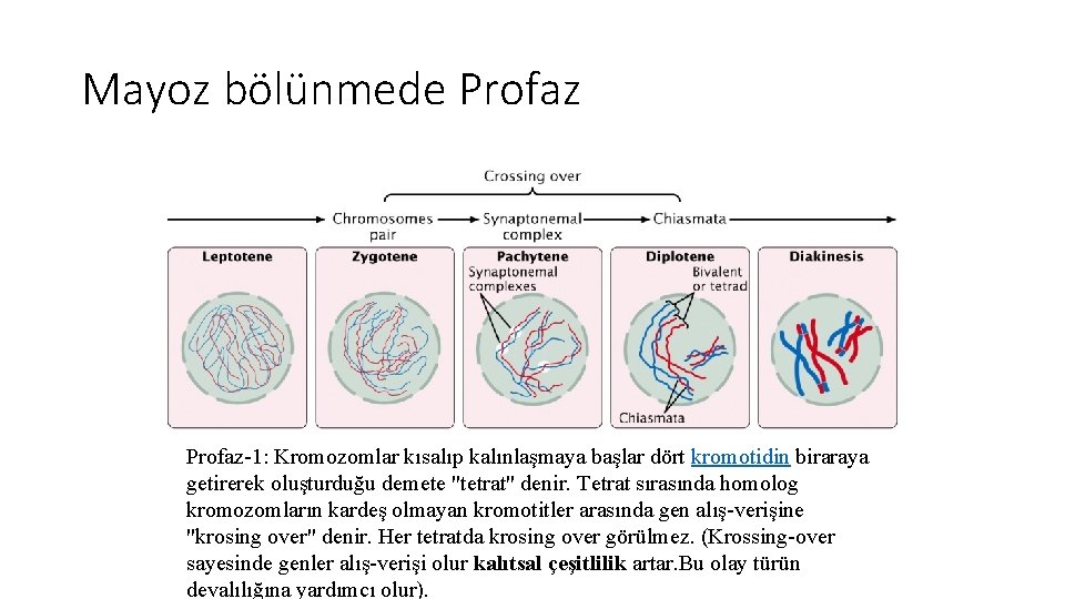 Mayoz bölünmede Profaz-1: Kromozomlar kısalıp kalınlaşmaya başlar dört kromotidin biraraya getirerek oluşturduğu demete "tetrat"