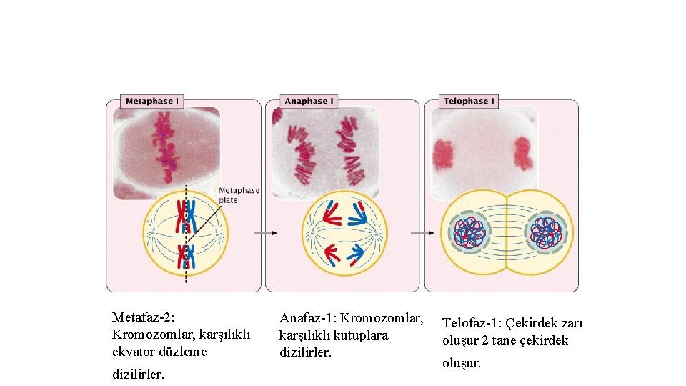Metafaz-2: Kromozomlar, karşılıklı ekvator düzleme dizilirler. Anafaz-1: Kromozomlar, karşılıklı kutuplara dizilirler. Telofaz-1: Çekirdek zarı