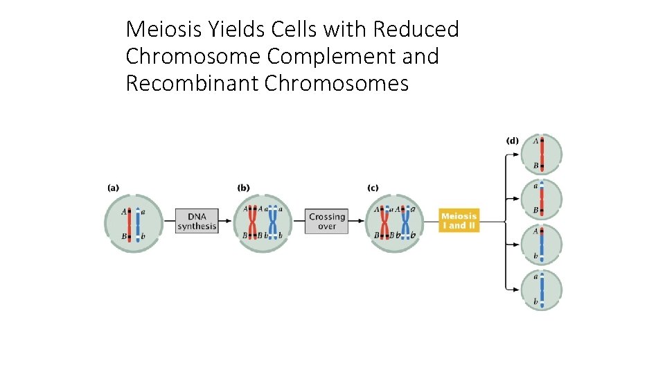 Meiosis Yields Cells with Reduced Chromosome Complement and Recombinant Chromosomes Meiosis Yields Cells with Reduced Chromosome Complement and Recombinant Chromosomes