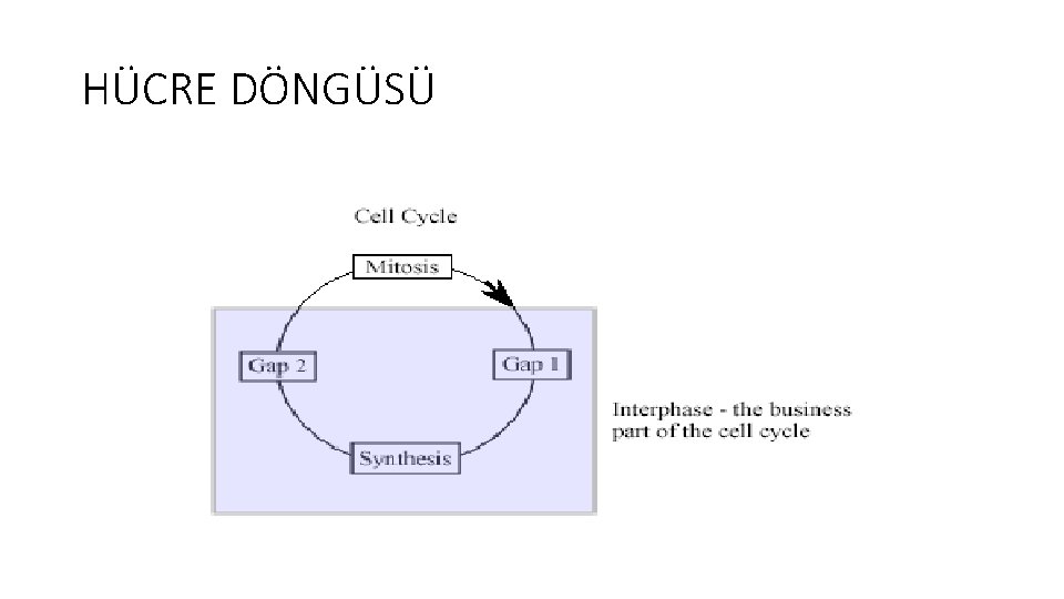 HÜCRE DÖNGÜSÜ 