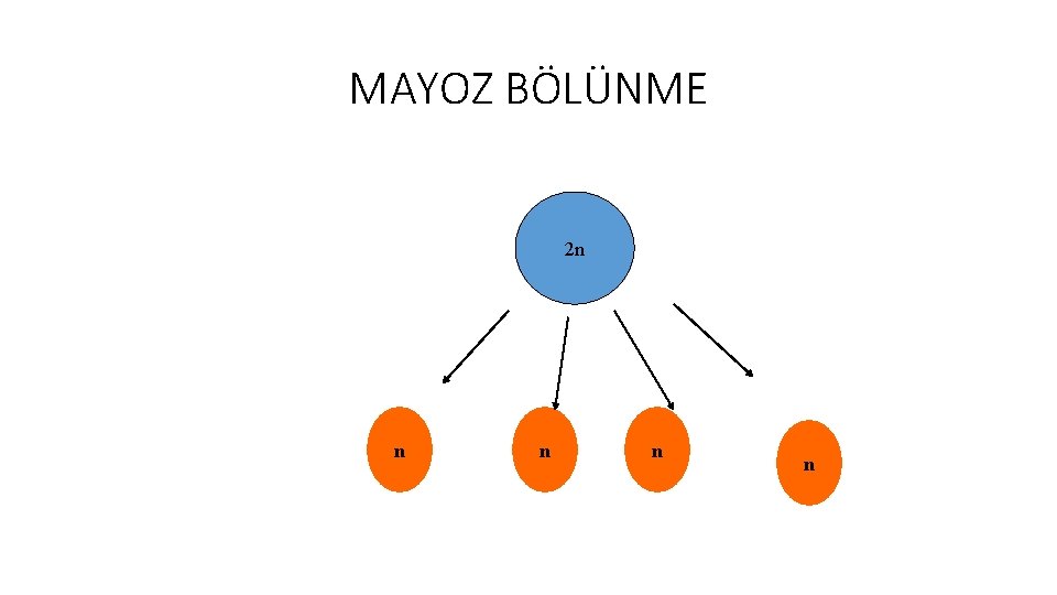 MAYOZ BÖLÜNME 2 n n n MAYOZ BÖLÜNME 2 n n n