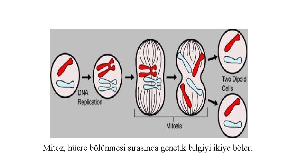 Mitoz, hücre bölünmesi sırasında genetik bilgiyi ikiye böler. 
