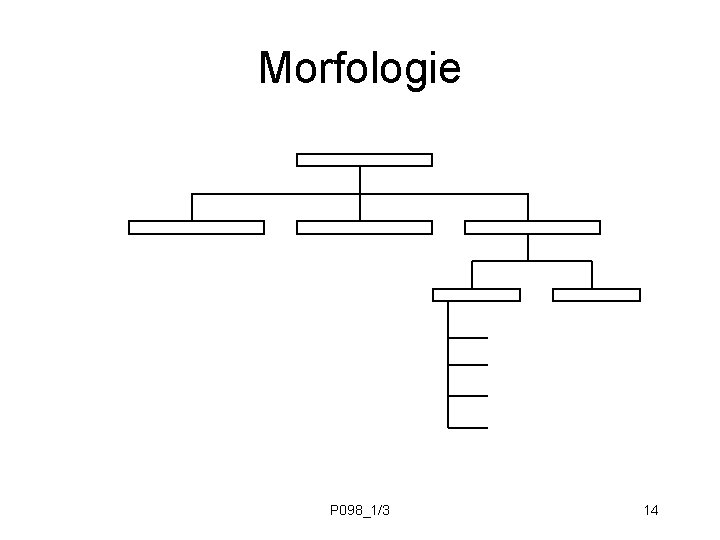 Morfologie P 098_1/3 14 