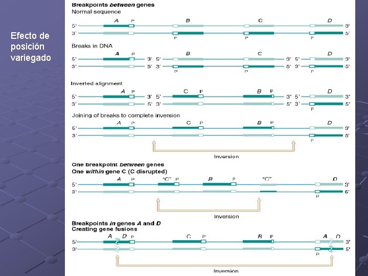 Efecto de posición variegado 