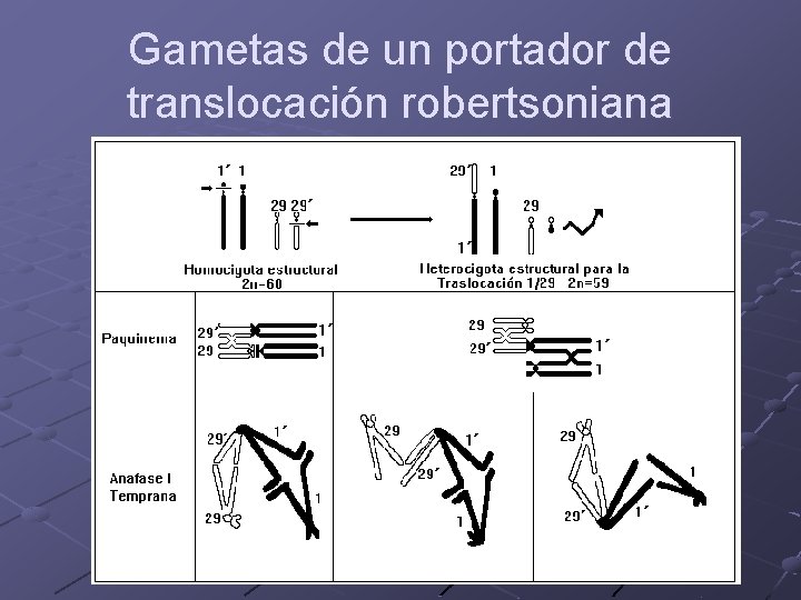 Gametas de un portador de translocación robertsoniana 