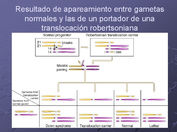 Resultado de apareamiento entre gametas normales y las de un portador de una translocación