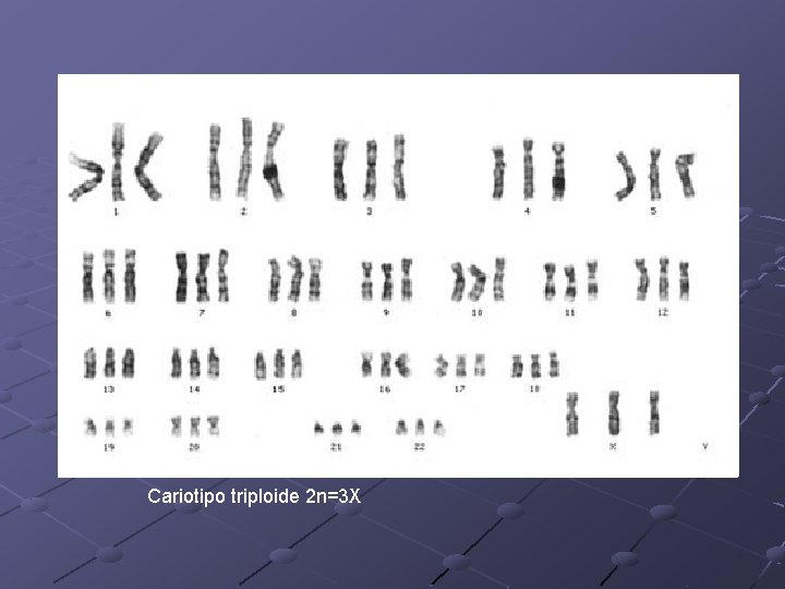 Cariotipo triploide 2 n=3 X 