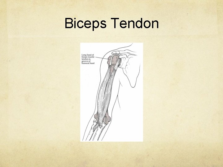 Biceps Tendon 