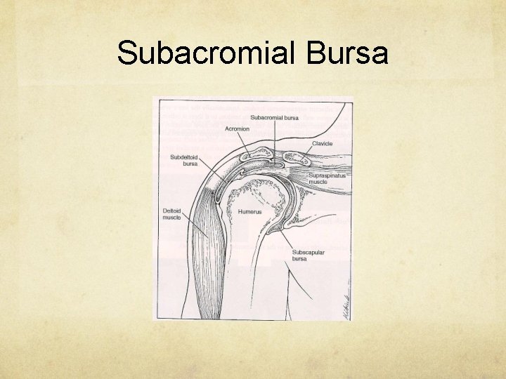 Subacromial Bursa 